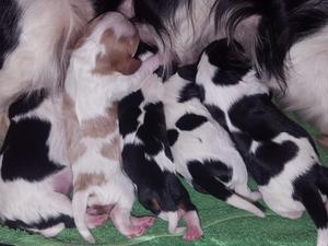 5 New Puppies Jan 2018