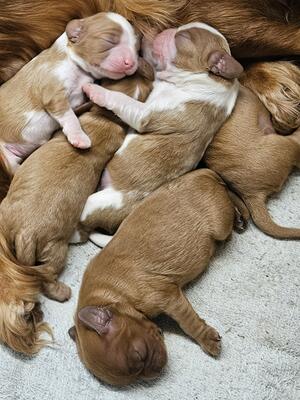 Puddle o' Puppies.