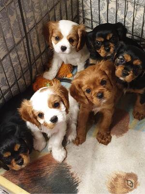 Born Sept 2020 - 5 weeks old.