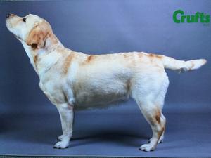 Rosie 2nd in class Crufts 2015