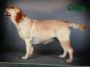 1st Graduate Crufts 2014