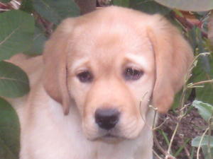 Tosca at 8 weeks