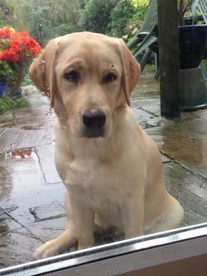 Rosie looking wistful 6 months