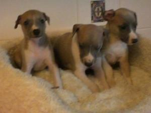 3 Dogs.
