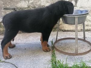8 weeks