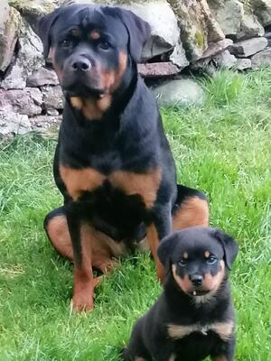 Storm 10 months & Poppy @ 2 months