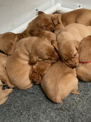 Puppies at 3 weeks