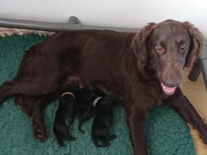 Teasel and puppies