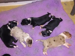 Five of the nine puppies