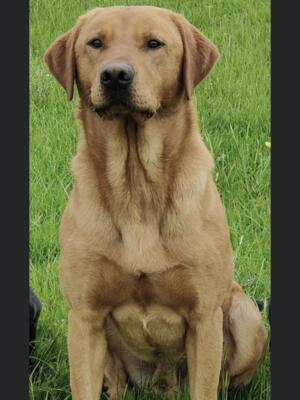 Sire Goose (Venatordream Barley)