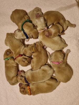 Ten beautiful babies!