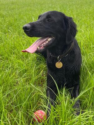 Magic loves a ball!