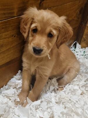 A typical Sunflicker puppy