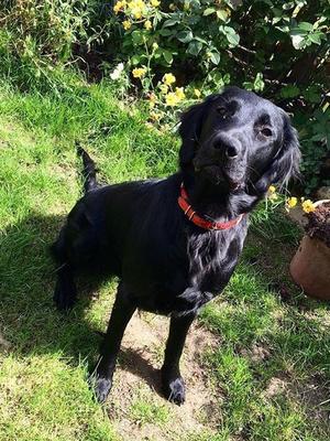 Dam - Gorgeous Magic, a typical flatcoat