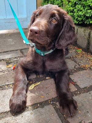Olive as a puppy