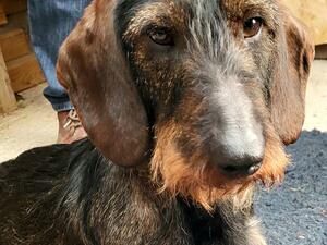 Doubtless Dream (not at my kennel)