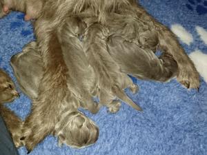 Litter born 30/07/17