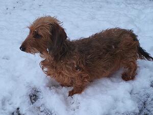 Nearfield Jessie, Enid dachshing through the snow!