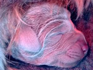 Day old pup