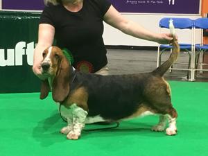 basset hound crufts