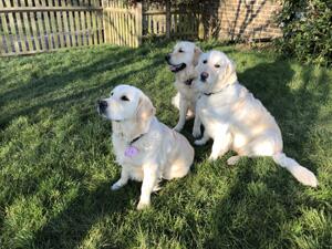 Puppies 1st birthday! Bunny (right) alongside pups