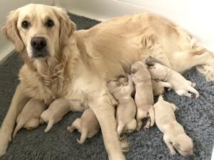 Olive and pups
