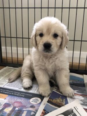 Puppy at 5 wks