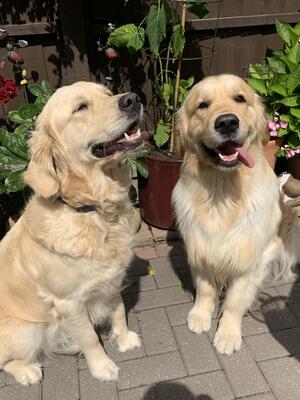 Happy Dogs Olive (mum) & Gus (sire)