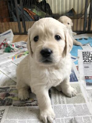 Puppy at 5 wks