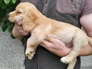 Dog pup 3
