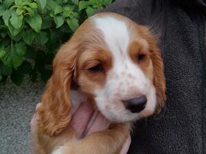 Dog pup 1