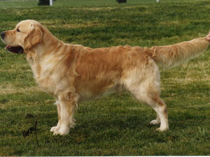Piper