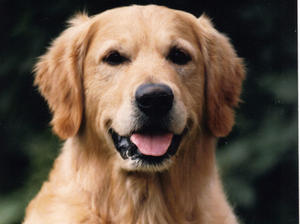 Ch Canina Winter Berry