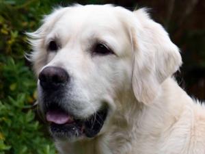 Head shot of Bartley