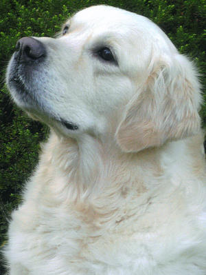 Digby