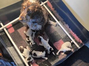 Mum with litter