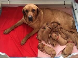 Alice with her whopping litter