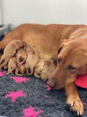 DOLLY AND PUPS (FULLY HEALTH TESTED)