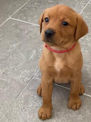 FIVE WEEK OLD PUP