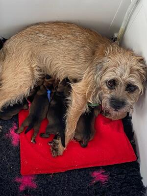 Amber with newborn pups