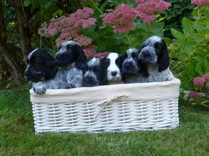 Puppies