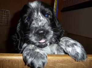 Previous Puppy