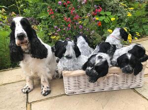 Grac[e and her puppies