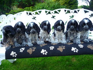 Previous Litter