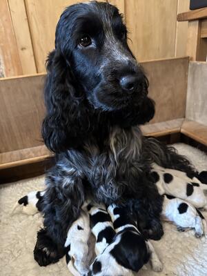 6 weeks old