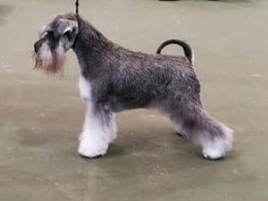 Vonkev Gracefull Girl