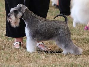 Vonkev Gracefull Girl