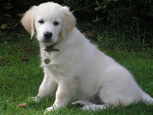 Roxy as a puppy