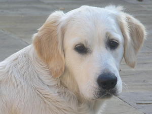 Roxy