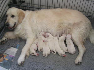 Newborn pups